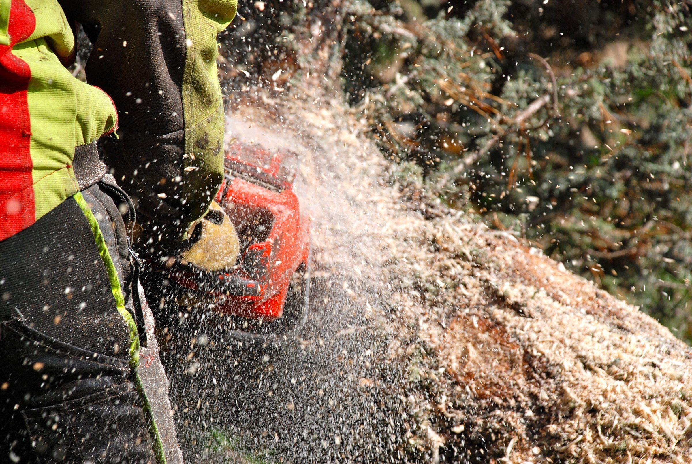 Close view of a chainsaw bar cutting into a log. Sawdust sprays to the right. The operator wears chainsaw chaps.
